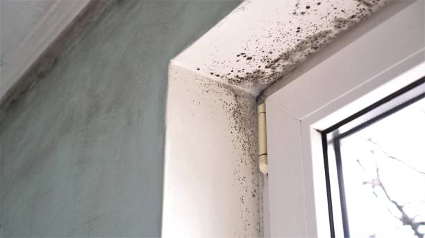 Best Asbestos and Lead Testing During Mold Inspection  in Herriman, UT