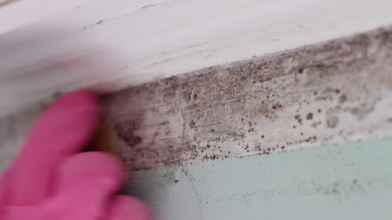 Best Commercial Mold Inspection  in Herriman, UT